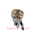 マルのいる生活（個別スタンプ：34）