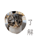 マルのいる生活（個別スタンプ：39）