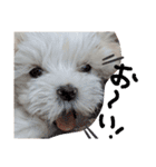 双子犬の夢とまめ（個別スタンプ：2）