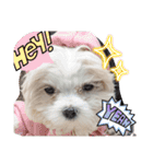 双子犬の夢とまめ（個別スタンプ：4）