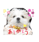 双子犬の夢とまめ（個別スタンプ：5）