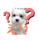 双子犬の夢とまめ（個別スタンプ：6）