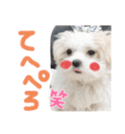 双子犬の夢とまめ（個別スタンプ：7）