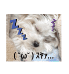 双子犬の夢とまめ（個別スタンプ：8）