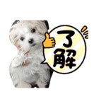 双子犬の夢とまめ（個別スタンプ：9）