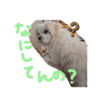 双子犬の夢とまめ（個別スタンプ：10）