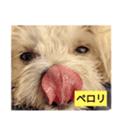双子犬の夢とまめ（個別スタンプ：11）