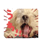 双子犬の夢とまめ（個別スタンプ：12）