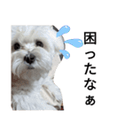 双子犬の夢とまめ（個別スタンプ：13）