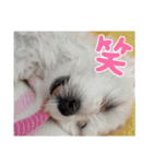 双子犬の夢とまめ（個別スタンプ：14）