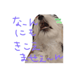双子犬の夢とまめ（個別スタンプ：16）