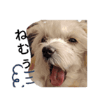 双子犬の夢とまめ（個別スタンプ：17）