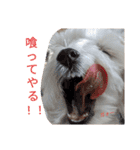 双子犬の夢とまめ（個別スタンプ：18）