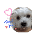双子犬の夢とまめ（個別スタンプ：19）
