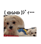 双子犬の夢とまめ（個別スタンプ：20）