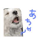 双子犬の夢とまめ（個別スタンプ：21）