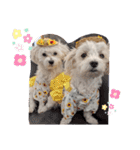 双子犬の夢とまめ（個別スタンプ：23）
