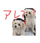 双子犬の夢とまめ（個別スタンプ：24）