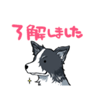 ボーダーコリー犬スタンプ その3（個別スタンプ：1）