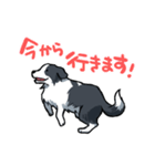 ボーダーコリー犬スタンプ その3（個別スタンプ：27）