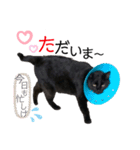 くろねこくろの方言スタンプ:庄内弁②（個別スタンプ：2）