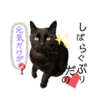 くろねこくろの方言スタンプ:庄内弁②（個別スタンプ：10）