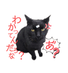 くろねこくろの方言スタンプ:庄内弁②（個別スタンプ：12）