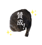 くろねこくろの方言スタンプ:庄内弁②（個別スタンプ：13）