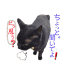 くろねこくろの方言スタンプ:庄内弁②（個別スタンプ：15）