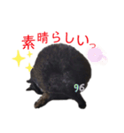 くろねこくろの方言スタンプ:庄内弁②（個別スタンプ：20）