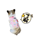アイドルユキ（個別スタンプ：11）