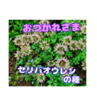 日常のトークと 高知県佐川町の 山野草の花（個別スタンプ：3）