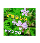 日常のトークと 高知県佐川町の 山野草の花（個別スタンプ：11）