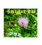 日常のトークと 高知県佐川町の 山野草の花（個別スタンプ：12）