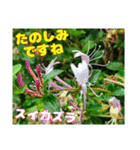 日常のトークと 高知県佐川町の 山野草の花（個別スタンプ：18）