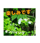 日常のトークと 高知県佐川町の 山野草の花（個別スタンプ：24）