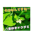 日常のトークと 高知県佐川町の 山野草の花（個別スタンプ：26）