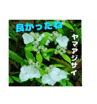 日常のトークと 高知県佐川町の 山野草の花（個別スタンプ：35）