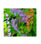 日常のトークと 高知県佐川町の 山野草の花（個別スタンプ：39）