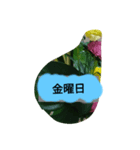 月山線スタンプ日薬寿有胡瓜艮嵯弐（個別スタンプ：15）