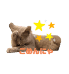石猫と森猫と飛び犬（個別スタンプ：1）