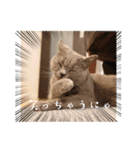 石猫と森猫と飛び犬（個別スタンプ：2）