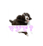 石猫と森猫と飛び犬（個別スタンプ：3）