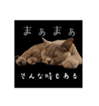 石猫と森猫と飛び犬（個別スタンプ：4）