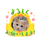 石猫と森猫と飛び犬（個別スタンプ：5）