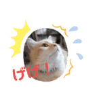 石猫と森猫と飛び犬（個別スタンプ：7）