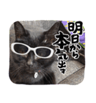 くろ猫さんのスタンプ②（個別スタンプ：1）