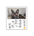 くろ猫さんのスタンプ②（個別スタンプ：2）
