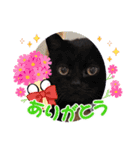 くろ猫さんのスタンプ②（個別スタンプ：3）
