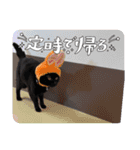くろ猫さんのスタンプ②（個別スタンプ：8）